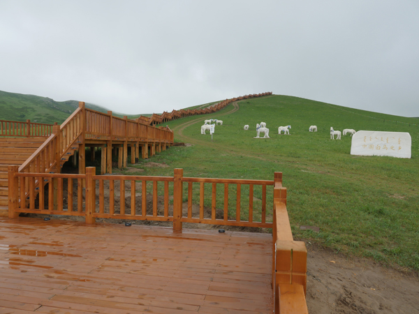 西乌珠穆沁旗，中国白马之乡