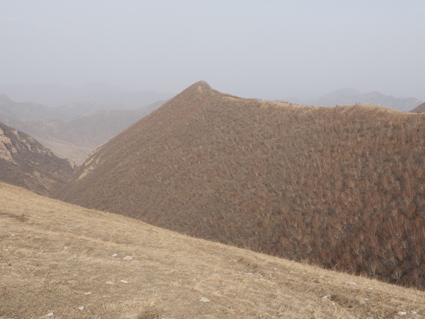 蔚县茶山