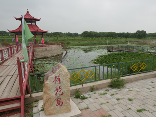 扎鲁特旗东湖风景区六月下旬，荷花岛区域，有花开放