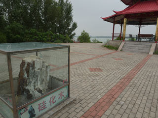 扎鲁特旗东湖风景区，硅化木